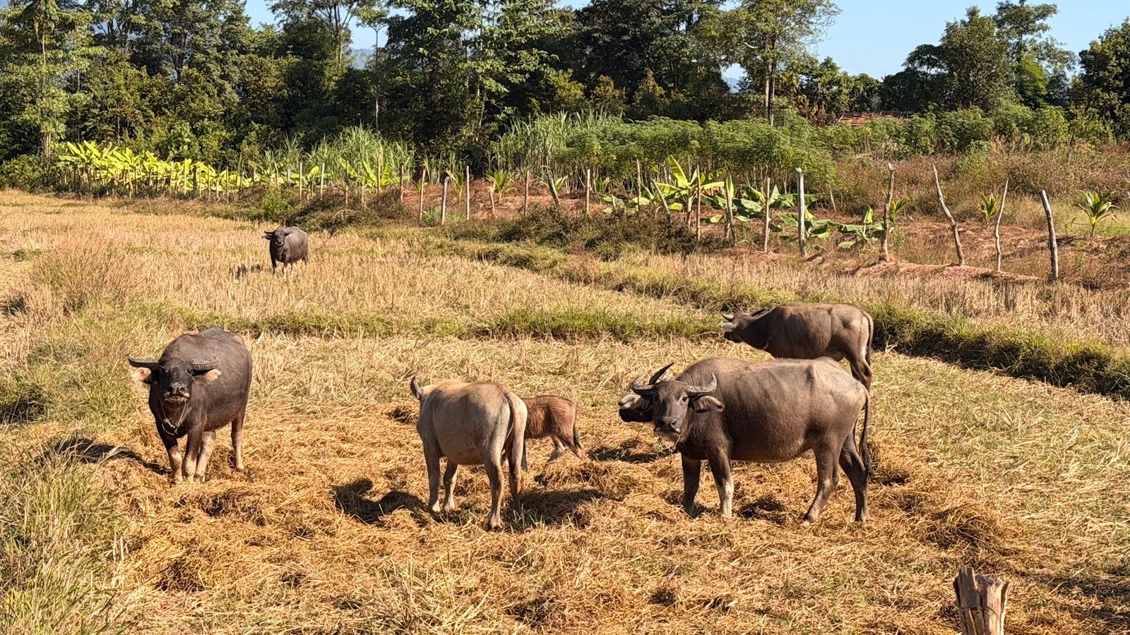 16-DAY CYCLING ODYSSEY: THE MEKONG HERITAGE TRAIL LUANG PRABANG TO SIEM REAP